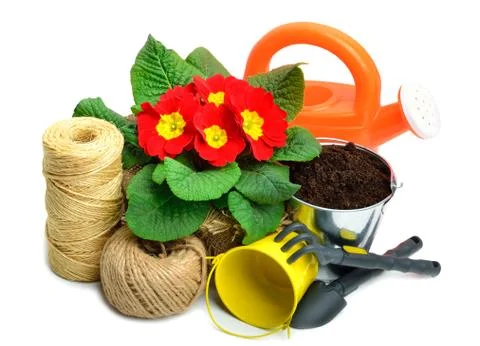 Blooming red spring primulas in flower bed with rake, shovel, watering can, t Stock Photos