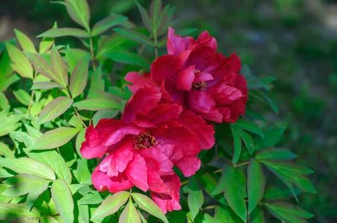 Blooming red tree peonies in the spring season Stock Photos