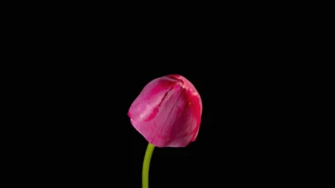 The blooming of a red Tulip on a black background timelapse Stock Footage 104560070