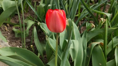 Blooming red tulip, flower in the wind in spring, background Stock Footage 182457187