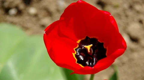 Blooming red tulip Stock Footage 37178988