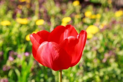 Blooming red tulip in the spring Stock Photos