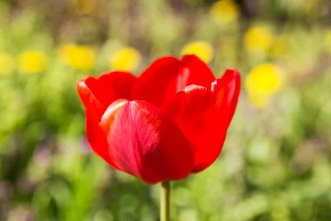 Blooming red tulip in the spring Stock Photos