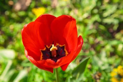 Blooming red tulip in the spring Stock Photos