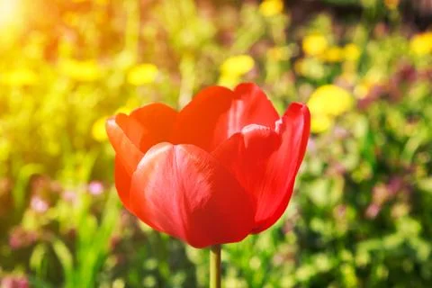 Blooming red tulip in the spring. Stock Photos