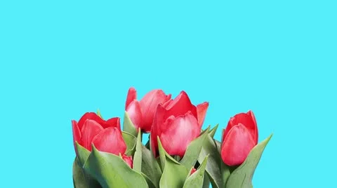 Blooming red tulips Stock Footage 21992146