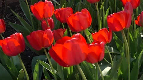 Blooming red tulips Stock Footage 73656311