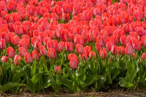 Blooming red tulips Stock Photos