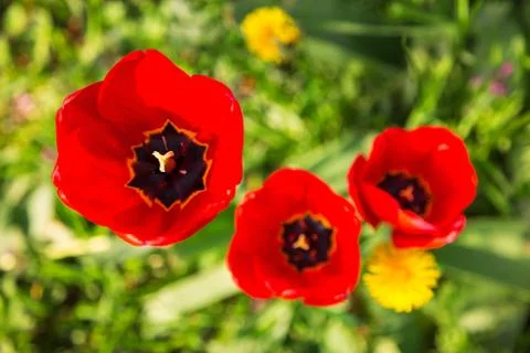 Blooming red tulips in the spring Stock Photos