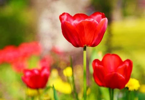 Blooming red tulips in the spring Stock Photos