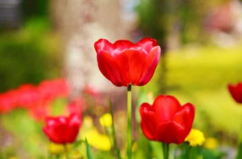 Blooming red tulips in the spring Stock Photos