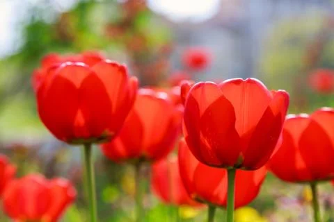 Blooming red tulips in the spring Stock Photos