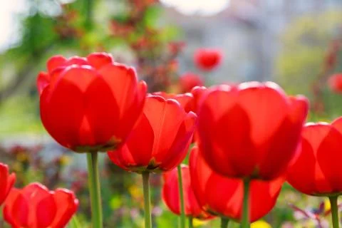 Blooming red tulips in the spring Stock Photos