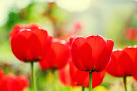 Blooming red tulips in the spring Foto stock