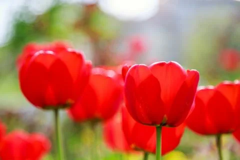 Blooming red tulips in the spring Stock Photos