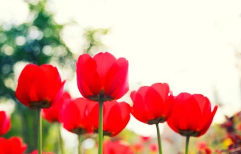 Blooming red tulips in the spring Stock Photos