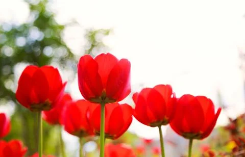 Blooming red tulips in the spring Stock Photos