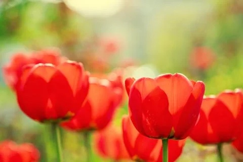 Blooming red tulips in the spring Stock Photos
