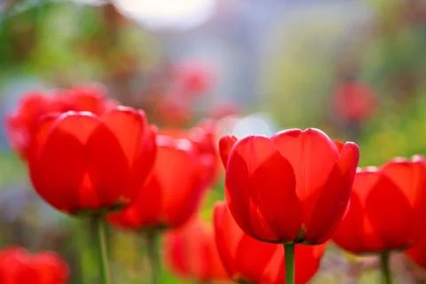 Blooming red tulips in the spring Stock Photos
