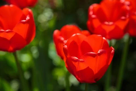 Blooming red tulips in the spring Stock Photos