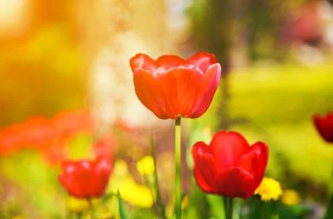Blooming red tulips in the spring. Stock Photos