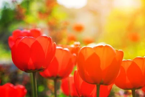 Blooming red tulips in the spring. Stock Photos