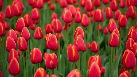 Blooming red tulips in spring rain. Stock Footage 143589640
