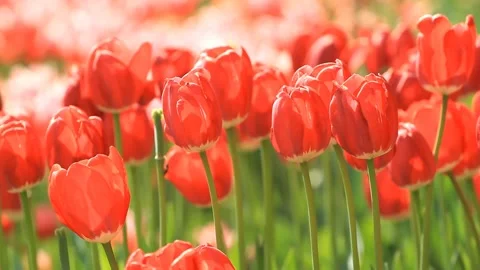 Blooming red tulips in the springtime Stock Footage 104125536