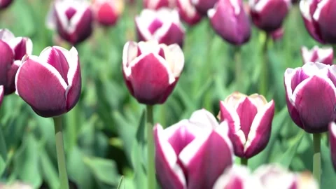 Blooming red tulips with white border varieties of Leen van der Stock Footage 239523927