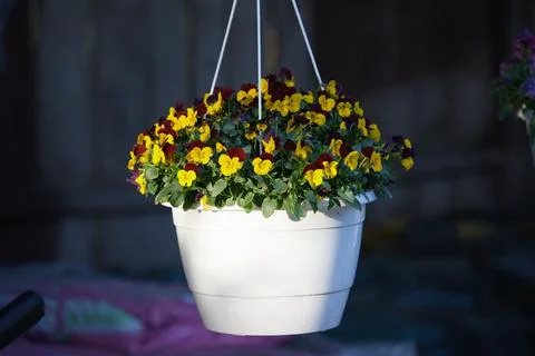 A blooming Red Wing Cool Wave Viola in a white hanging pot Stock Photos