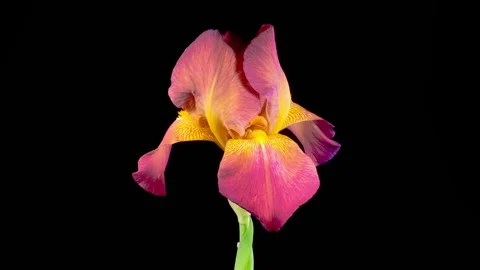 Blooming Red Yellow Flower Stock Footage 312264377