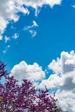 Blooming redbud  tree under the blue sky Stock Photos