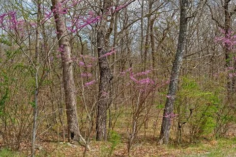 Blooming redbud trees in the forest Stock Photos