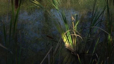 Blooming reeds on the background of water 4K Stock Footage