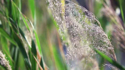 A Blooming reeds 動画素材 146627169
