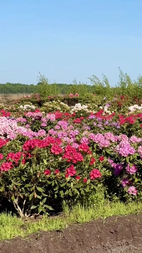Blooming rhododendron bushes Stock Footage 337165245