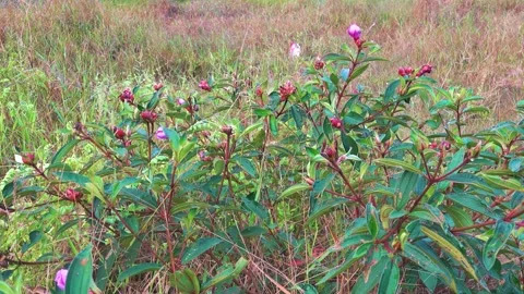 Blooming rhododendron on the coast Stock Footage 331435148