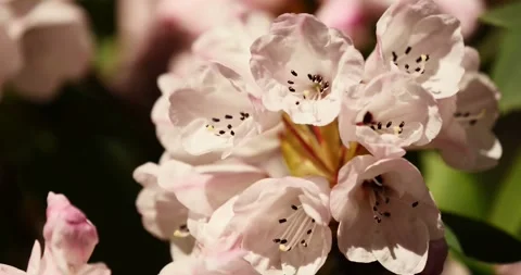 Blooming rhododendron on early spring Stock Footage 89450067