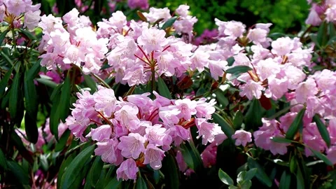 Blooming rhododendron in the garden Stock Footage 242623728