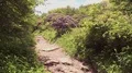 blooming rhododendron mountain trail Vidéos HD
