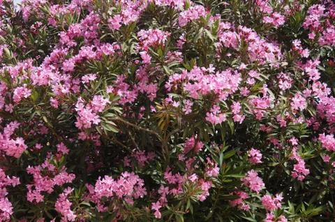 Blooming rhododendron in spring in Israel Stock Photos
