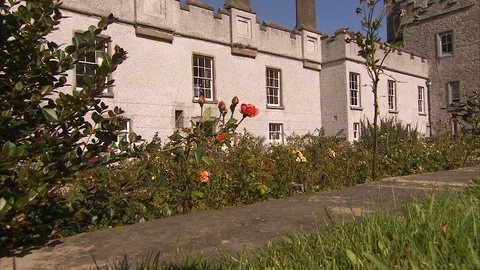A blooming rose on a backyard Stock Footage 86275325