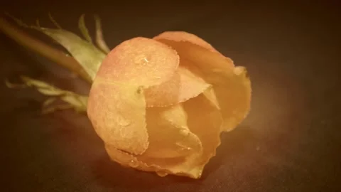 Blooming rose bud Video stock 143818506