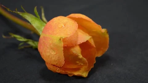 Blooming rose bud Stock-Footage 143818625