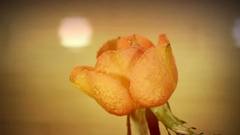 Blooming rose bud Stock-Footage 143818706