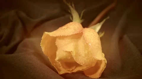 Blooming rose bud Stock-Footage 143818786