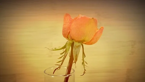 Blooming rose bud Stock-Footage 143818793
