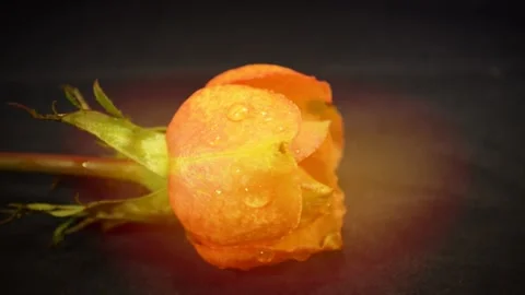 Blooming rose bud Stock-Footage 143818905