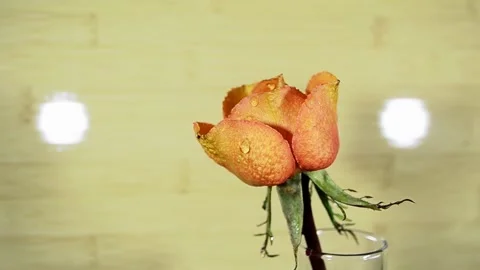 Blooming rose bud Stock-Footage 143818939