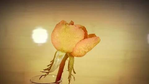 Blooming rose bud Stock-Footage 143819331